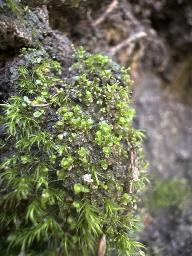 Наблюдение на iNaturalist