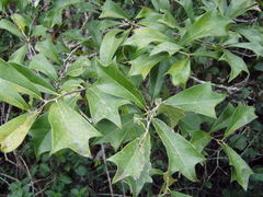 Hyperbaena winzerlingii