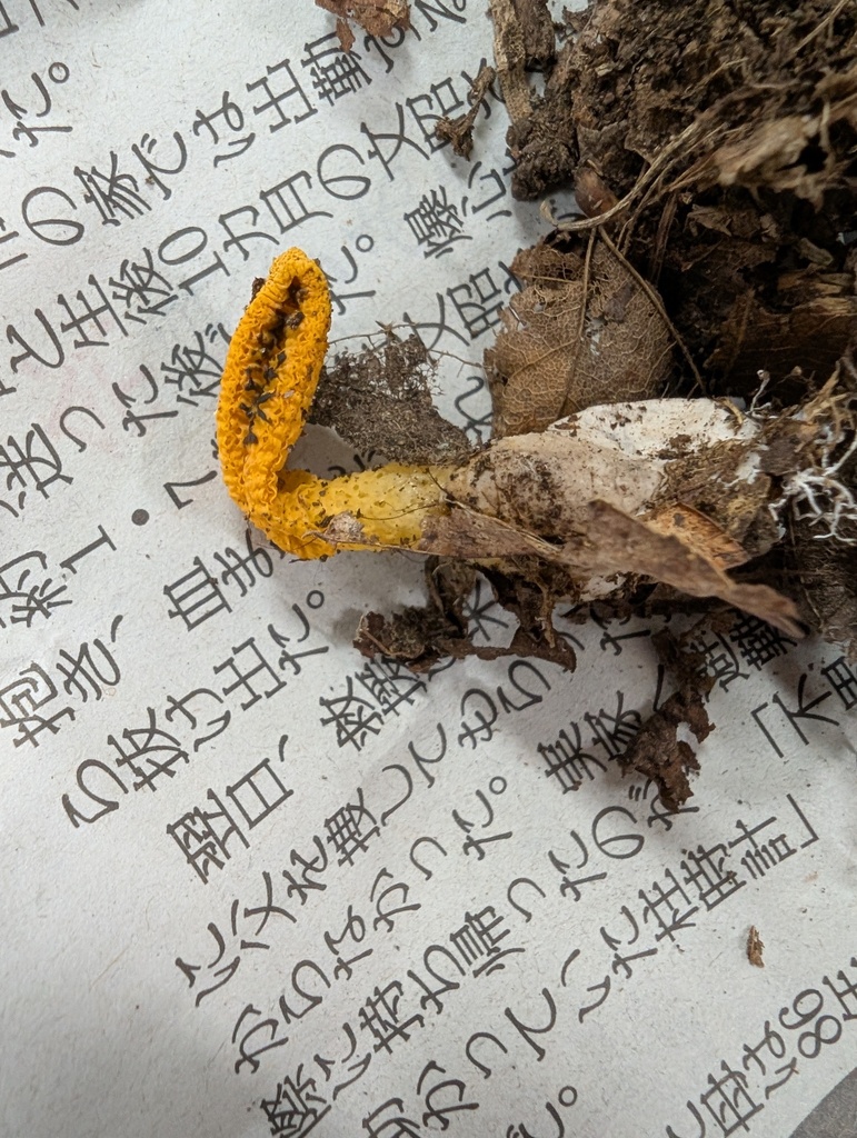 Pseudocolus fusiformis · August 2025 · photo: © atsushi_nakajima_cirque (iNaturalist, cc-by)