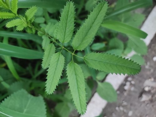 Sanguisorba longifolia iNat (1)