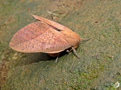 Adeloneivaia subangulata