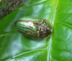 Physonota stigmatilis