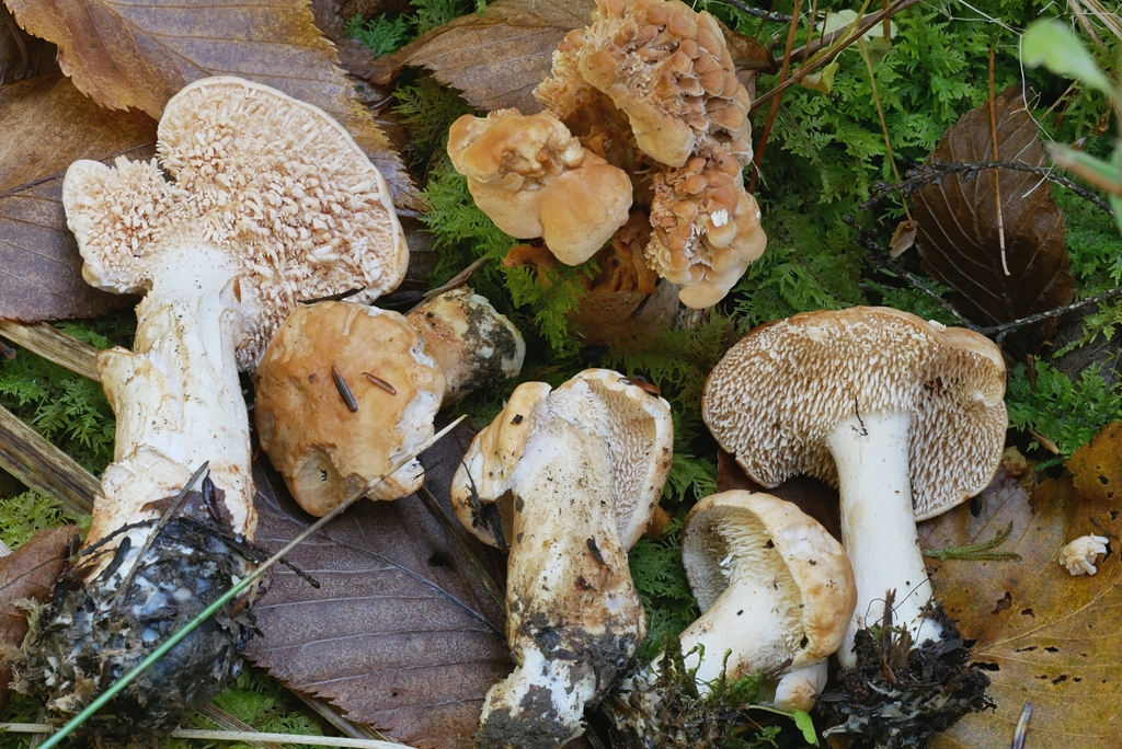 Hydnum subconnatum