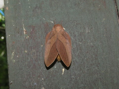 Adeloneivaia subangulata