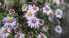 Aster spathulifolius