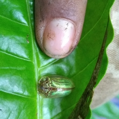 Physonota stigmatilis