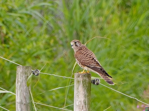 Cernícalo vulgar (Falco tinnunculus)
