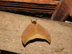 Automeris bilinea