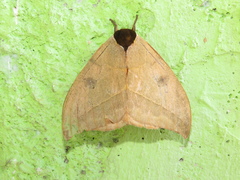Automeris bilinea