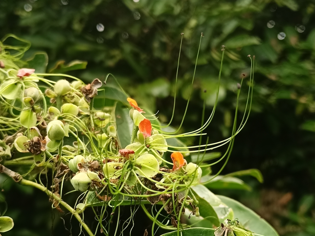 Afzelia rhomboidea