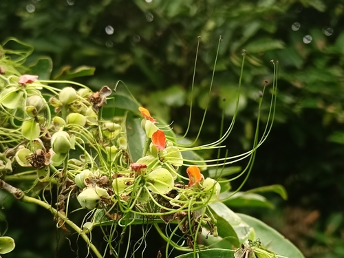 Afzelia rhomboidea