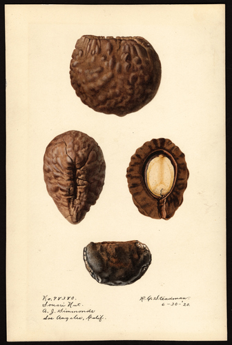 Caryocar nuciferum