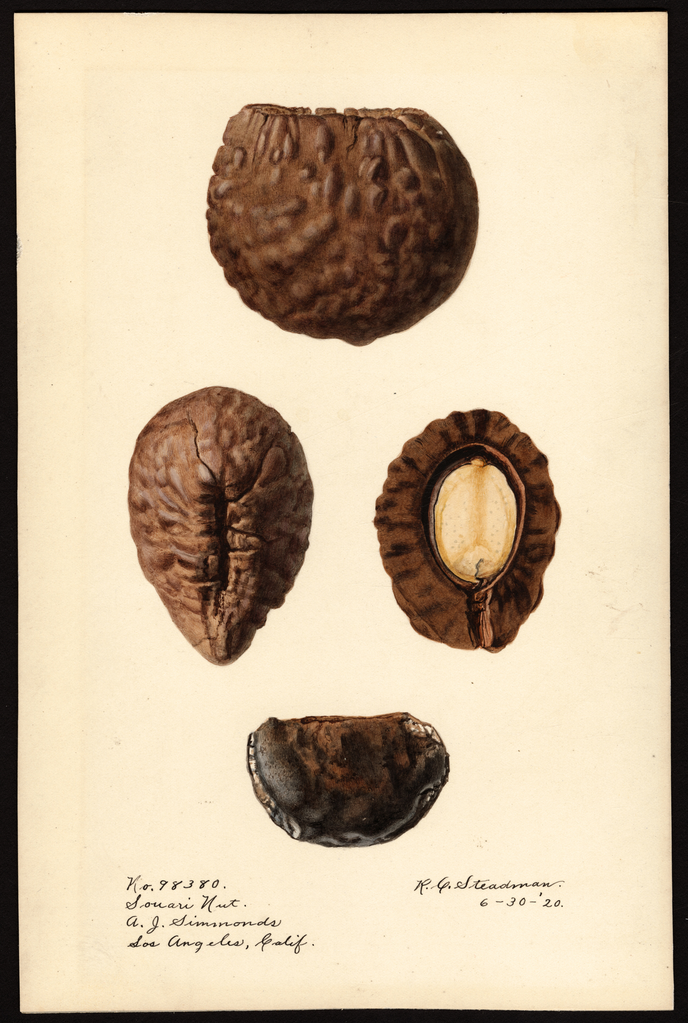 Caryocar nuciferum
