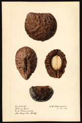 Pekea-nut