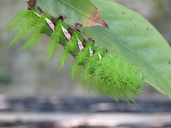 Automeris naranja