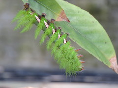 Automeris naranja