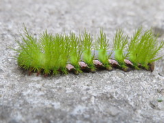 Automeris naranja