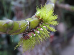 Automeris naranja