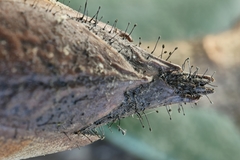 Rhododendron: Herkunft und Verwendung — Foto 2