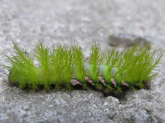 Automeris naranja