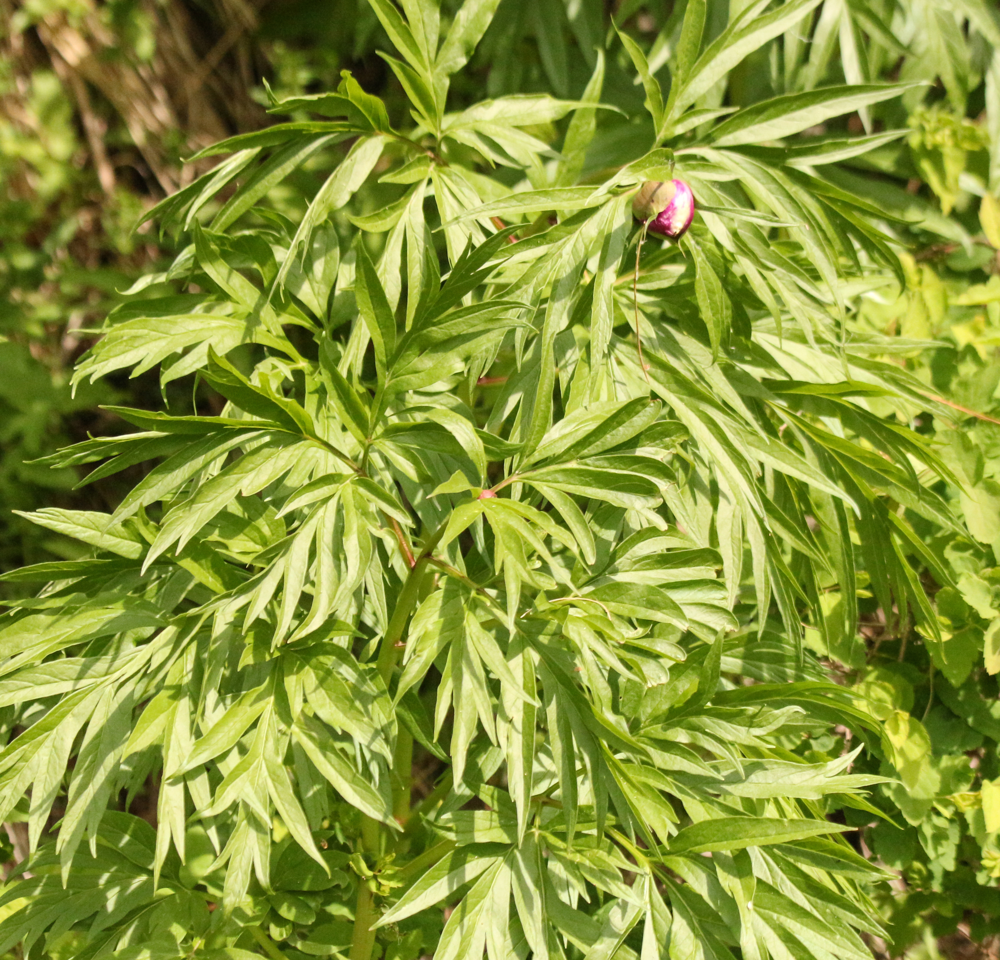 Anomalous Peony (Paeonia anomala)