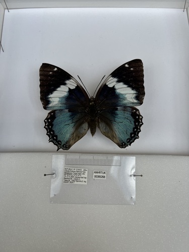 Western Blue Charaxes