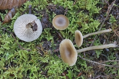 Clitocybe subditopoda