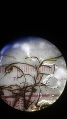 Potamogeton diversifolius
