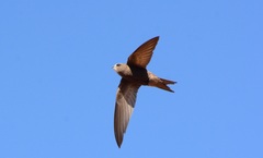 Bradfield's Swift photo 5