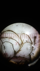 Potamogeton diversifolius