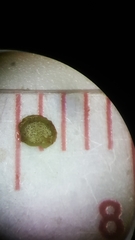 Potamogeton diversifolius