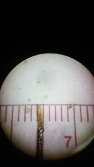 Potamogeton diversifolius