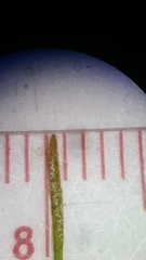 Potamogeton diversifolius