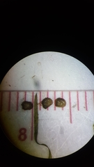 Potamogeton diversifolius