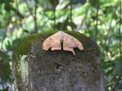 Titaea tamerlan tamerlan