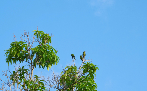 Cuban Parakeet