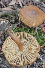 Inocybe digitula