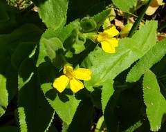 Goodenia amplexans