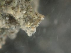 Neosabellaria kaiparaensis