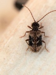 Ptinus texanus