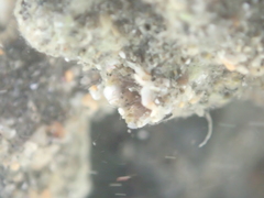 Neosabellaria kaiparaensis