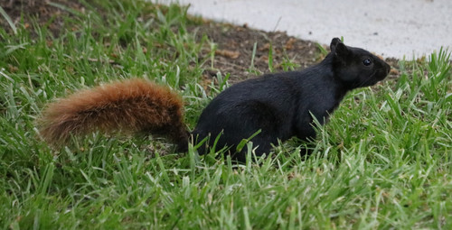 Eastern Fox Squirrel photographed in Kansas