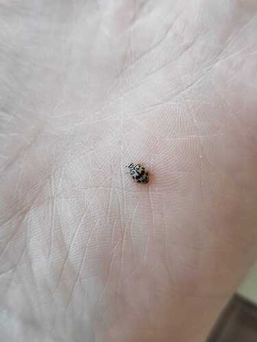 Poplar Ladybird Beetle