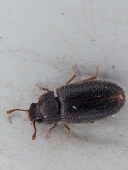 Diplocoelus brunneus