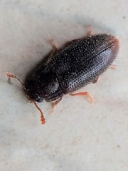 Diplocoelus brunneus