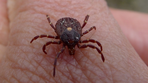 Kangaroo Tick
