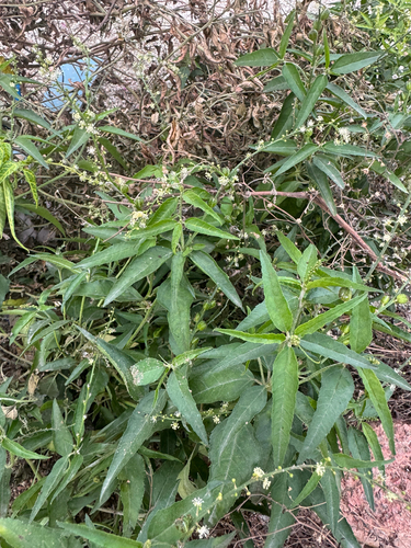 Bonpland's croton