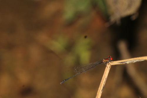 Red-striped Black Bambootail photo 4