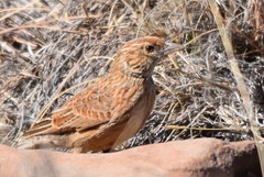Mirafra fasciolata fasciolata