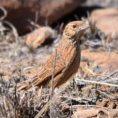Mirafra fasciolata fasciolata